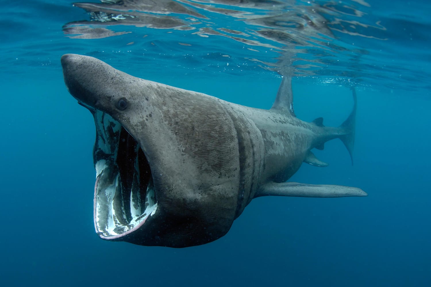VirtualZoo/basking shark.jpg